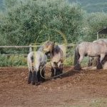 Palio 16 agosto 2023: terminata la prima giornata di Previsite: