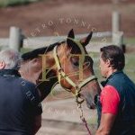 Palio 16 agosto 2023: terminata la prima giornata di Previsite: