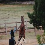 Palio 16 agosto 2023: terminata la due giorni di Previsite