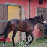Previsite Albo Cavalli 2024: terminata la prima giornata 