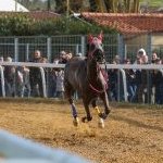 Corse a Monteroni d'Arbia: ecco la fotogallery di Nicolò Ricci