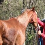 Monticiano: la fotogallery delle corse di oggi