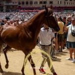 Palio 2 luglio 2024: le foto dell'Assegnazione dei cavalli