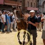 Palio 2 luglio 2024: le foto dell'Assegnazione dei cavalli