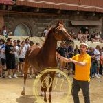 Palio 2 luglio 2024: le foto dell'Assegnazione dei cavalli