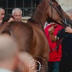 Palio 16 agosto 2024: la fotogallery di Pietro Tonnicodi delle batterie di selezione 