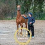 Palio: terminata la prima giornata di visite di ammissione