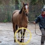 Palio: terminata la prima giornata di visite di ammissione