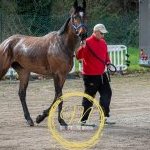 Palio, terminata la tre giorni di visite di ammissione