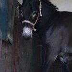 Ferrara. le foto delle prove di ieri di cavalli e asini