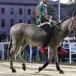 Ferrara. le foto delle prove di ieri di cavalli e asini