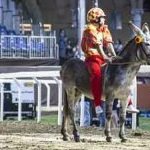 Ferrara. le foto delle prove di ieri di cavalli e asini