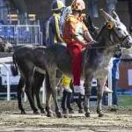 Ferrara. le foto delle prove di ieri di cavalli e asini
