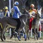 Ferrara. le foto delle prove di ieri di cavalli e asini