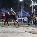 Ferrara. le foto delle prove di ieri di cavalli e asini