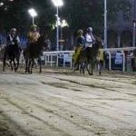 Ferrara. le foto delle prove di ieri di cavalli e asini