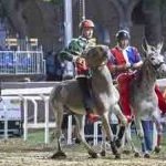 Ferrara. le foto delle prove di ieri di cavalli e asini