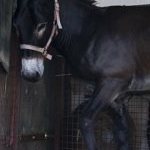 Ferrara. le foto delle prove di ieri di cavalli e asini