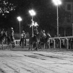 Ferrara. le foto delle prove di ieri di cavalli e asini