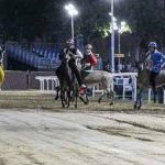 Ferrara. le foto delle prove di ieri di cavalli e asini