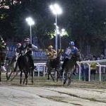 Ferrara. le foto delle prove di ieri di cavalli e asini
