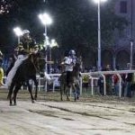 Ferrara. le foto delle prove di ieri di cavalli e asini