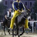 Ferrara. le foto delle prove di ieri di cavalli e asini