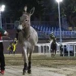 Ferrara. le foto delle prove di ieri di cavalli e asini