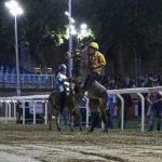 Ferrara. le foto delle prove di ieri di cavalli e asini