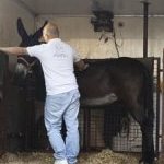 Ferrara. le foto delle prove di ieri di cavalli e asini