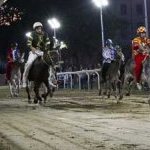 Ferrara. le foto delle prove di ieri di cavalli e asini