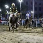 Ferrara. le foto delle prove di ieri di cavalli e asini