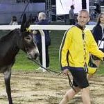 Ferrara. le foto delle prove di ieri di cavalli e asini