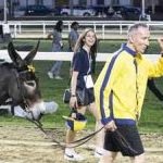 Ferrara. le foto delle prove di ieri di cavalli e asini
