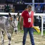 Ferrara. le foto delle prove di ieri di cavalli e asini