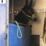 Ferrara. le foto delle prove di ieri di cavalli e asini