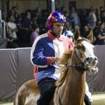 Ferrara. le foto delle prove di ieri di cavalli e asini
