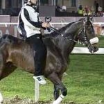 Ferrara. le foto delle prove di ieri di cavalli e asini