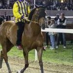 Ferrara. le foto delle prove di ieri di cavalli e asini