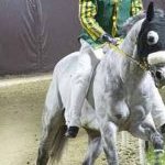 Ferrara. le foto delle prove di ieri di cavalli e asini