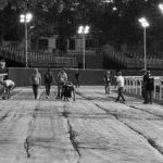 Ferrara. le foto delle prove di ieri di cavalli e asini