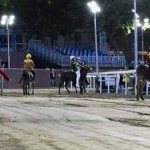 Ferrara. le foto delle prove di ieri di cavalli e asini