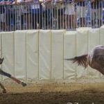 Asti: le foto del Palio 2026