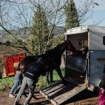 Zentile: ecco la fotogallery di Pietro Tonnicodi
