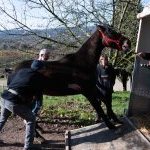 Zentile: ecco la fotogallery di Pietro Tonnicodi
