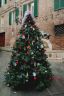 Ecco le foto di tutti gli alberi di Natale delle 17 contrade
