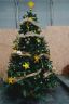 Ecco le foto di tutti gli alberi di Natale delle 17 contrade