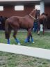 Il cavallo Aramis Charlemagne è in vendita