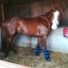 Il cavallo Aramis Charlemagne è in vendita