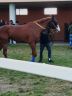 Il cavallo Aramis Charlemagne è in vendita